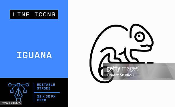 bildbanksillustrationer, clip art samt tecknat material och ikoner med iguana single line icon - kameleont
