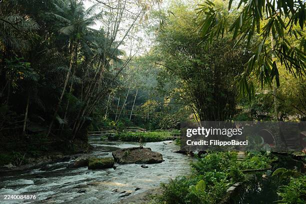 river flowing through lush bamboo jungle - southeast asia stock pictures, royalty-free photos & images