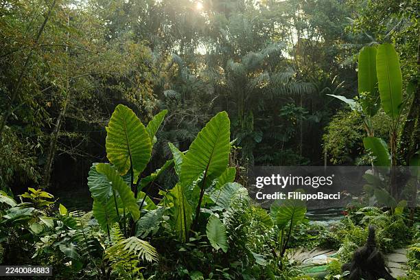 tropical rainforest foliage and green plants with sunlight - tropical rainforest stock pictures, royalty-free photos & images