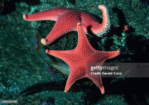 mediaster aequalis is a species of sea star in the family goniasteridae. it is native to the west coast of north america, ranging from alaska to california. california coast. - starfish stock pictures, royalty-free photos & images