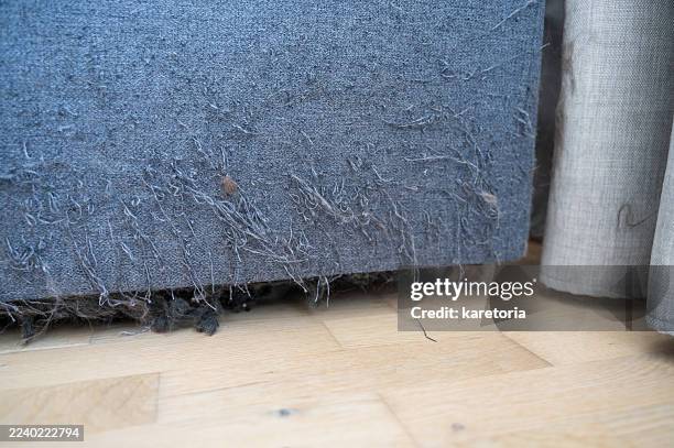 scratched sofa side with cat damage - cat scratch couch stock pictures, royalty-free photos & images