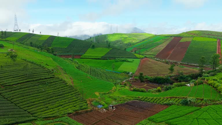 https://media.gettyimages.com/id/2240225309/video/aerial-view-of-vibrant-green-tea-plantations-and-colorful-patchwork-fields-spread-across.jpg?b=1&s=640x640&k=20&c=wuMy5phnzOYNV7FrIETMQQT5C3XFtUJSqSVuR4nYdaA=
