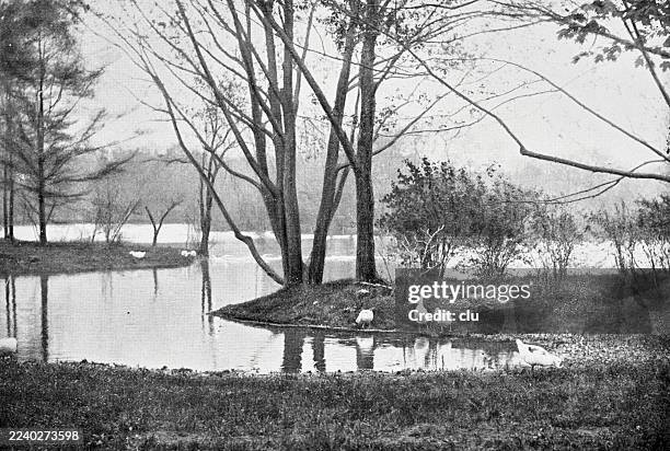 new york city, in prospect park, brooklyn - prospect park brooklyn stock illustrations