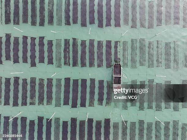 Aerial view of fishermen sailing at a marine ranch to harvest laver on October 10, 2025 in Lianyungang, Jiangsu Province of China.