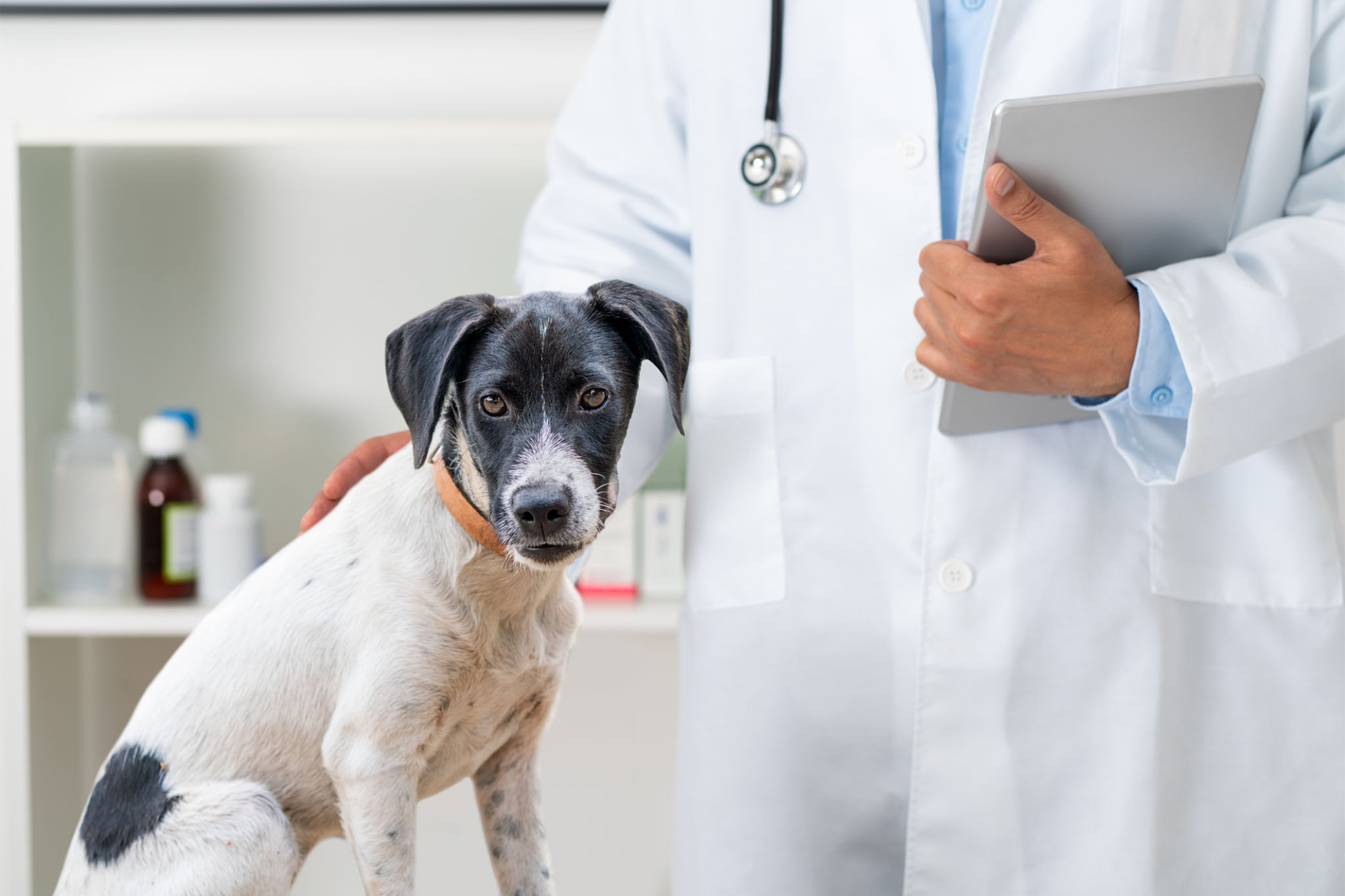 health benefits dogs