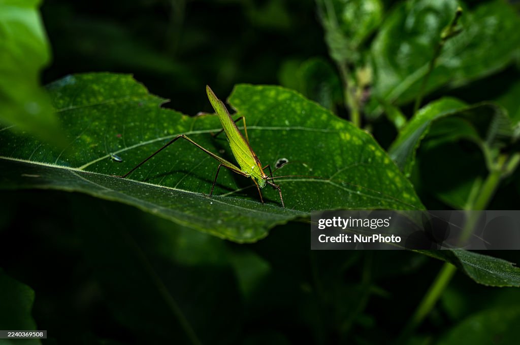 Elimaea Fallax - Katydid - Bush Cricket - Animal India
