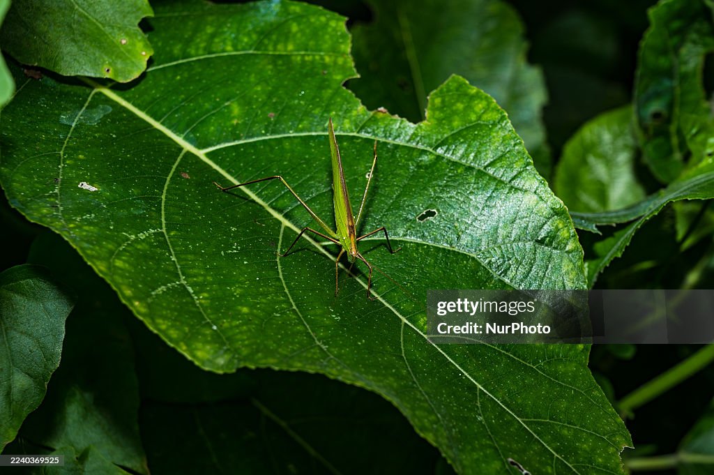 Elimaea Fallax - Katydid - Bush Cricket - Animal India