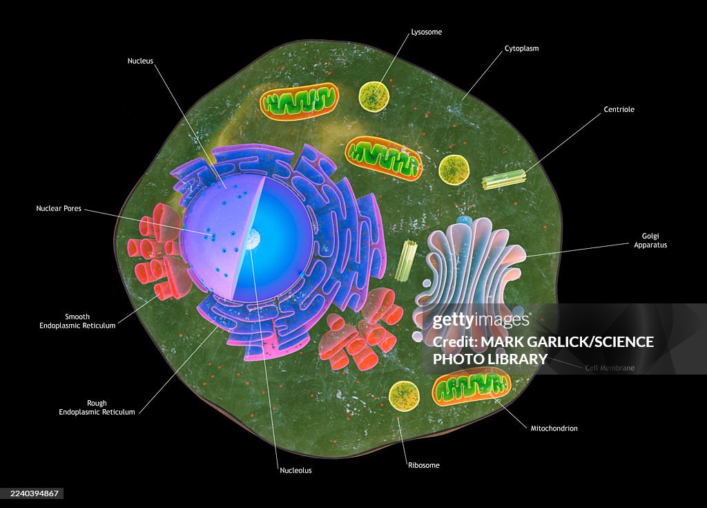 Cutaway of Eukaryotic Animal Cell