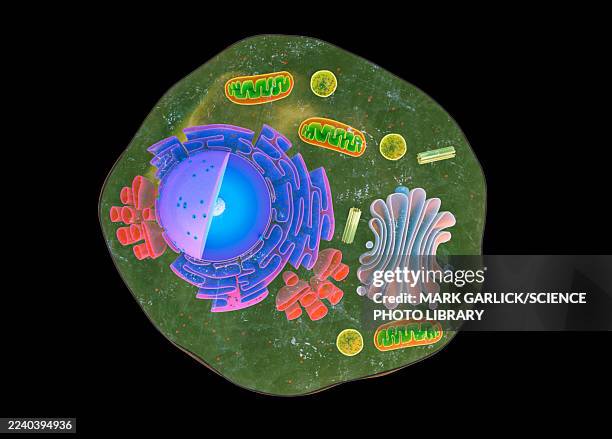 cutaway of eukaryotic animal cell - smooth endoplasmic reticulum stock illustrations