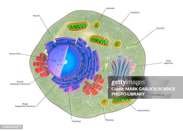 ilustrações de stock, clip art, desenhos animados e ícones de cutaway of eukaryotic animal cell - citoplasma