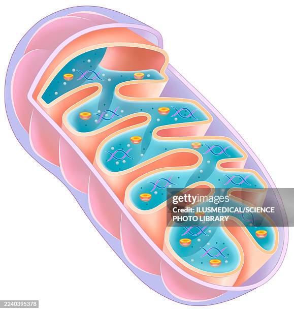 mitochondria, illustration - cellular respiration stock illustrations