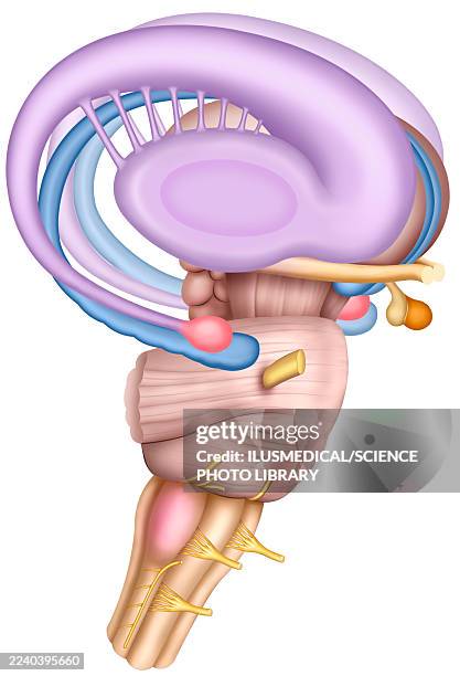 anatomy of the limbic system, illustration - limbic system stock illustrations