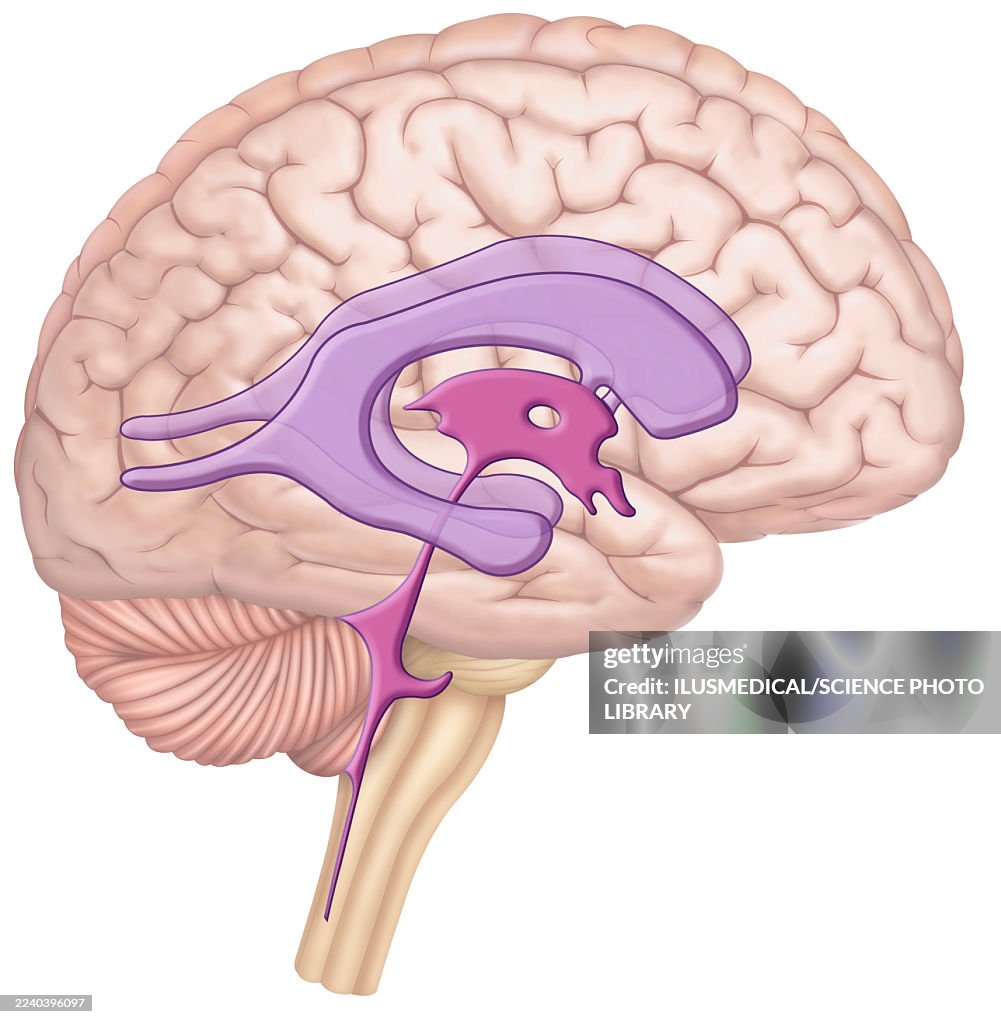 Cerebrospinal fluid, illustration