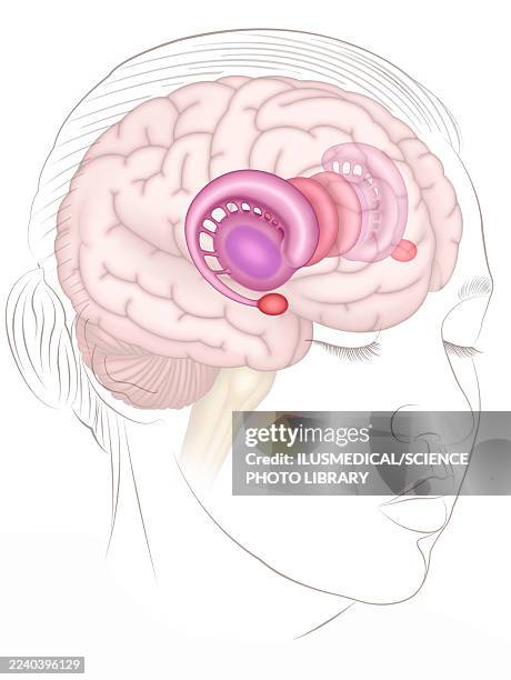 brain's limbic system, illustration - präfrontaler-cortex stock-grafiken, -clipart, -cartoons und -symbole