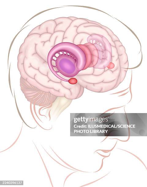limbic system in the brain, illustration - präfrontaler-cortex stock-grafiken, -clipart, -cartoons und -symbole