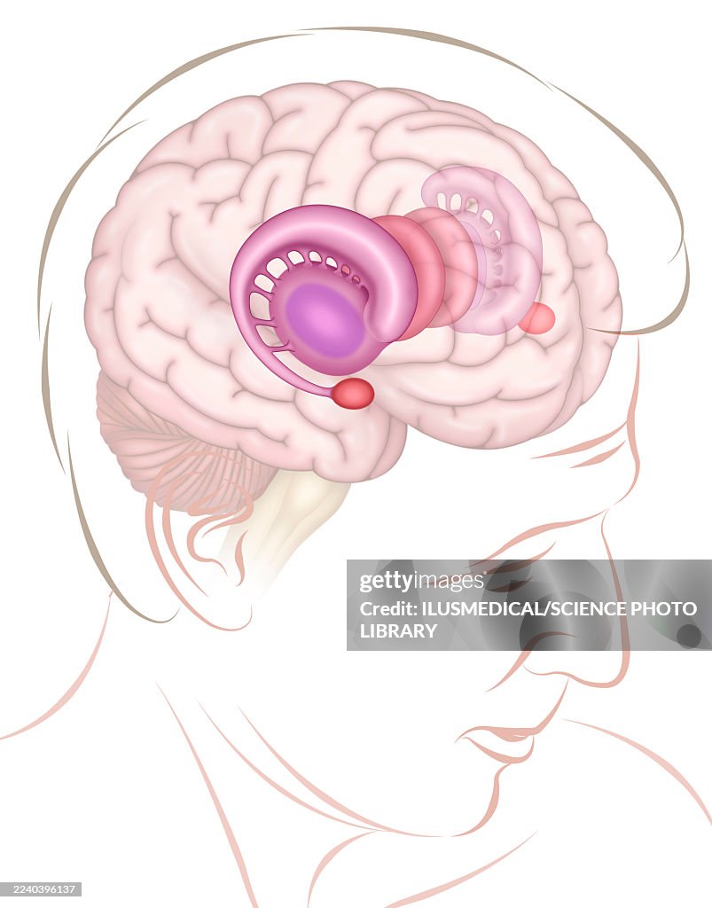 Limbic system in the brain, illustration