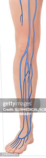 illustrations, cliparts, dessins animés et icônes de anatomy of the leg veins, illustration - jambe