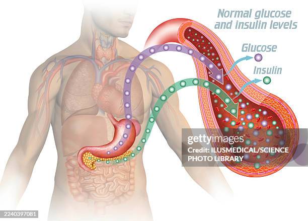 glucose and insulin with normal levels, illustration - homeostasis stock illustrations