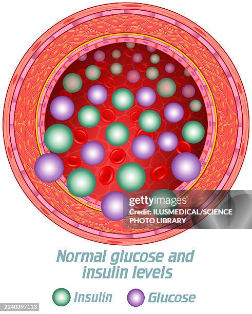 glucose and insulin levels under normal conditions, illustration - homeostasis stock illustrations