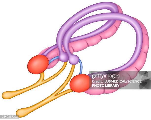 anatomy of the amygdala, illustration - limbic system stock illustrations