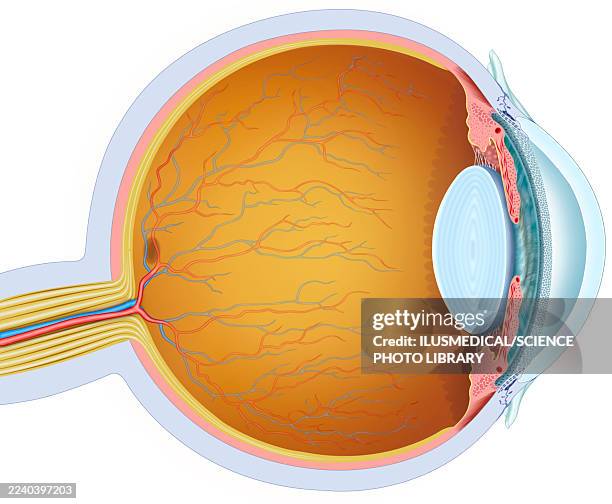 structure of the eye, illustration - normal anatomy of the eye stock illustrations