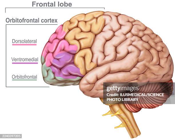 frontal lobe, illustration - prefrontal cortex stock illustrations