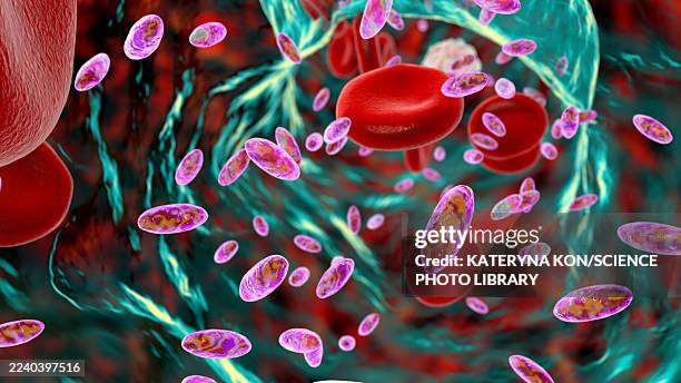 christensenella hongkongensis bacteria, illustration - sepsis stock illustrations