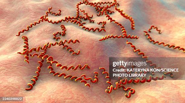 ilustrações de stock, clip art, desenhos animados e ícones de treponema pallidum bacteria, illustration - treponema pallidum