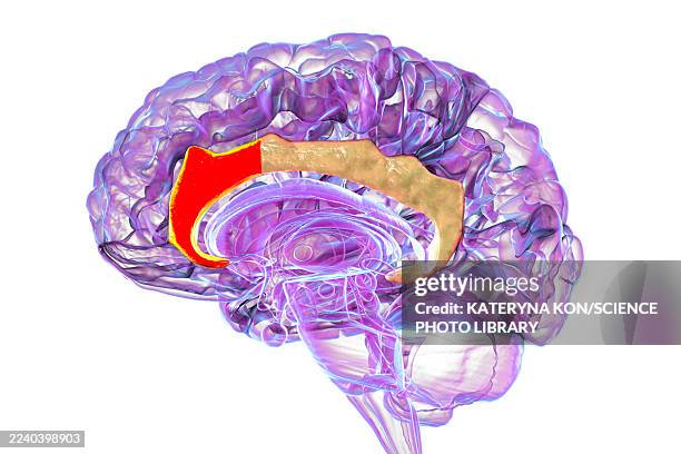 anterior cingulate cortex in human brain, illustration - neuropsychology stock illustrations