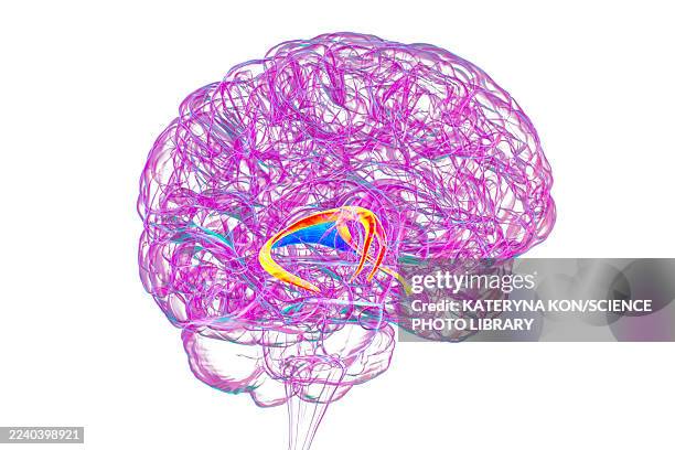 brain fornix, illustration - forgetting something stock illustrations