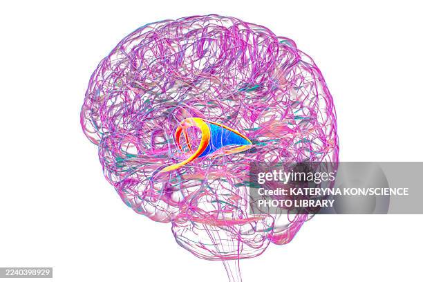 brain fornix, illustration - forgetting something stock illustrations