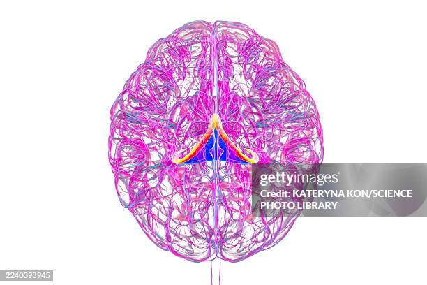 brain fornix, illustration - forgetting something stock illustrations