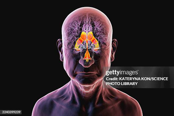 ventricular system of brain, illustration - lateral flow test stock illustrations