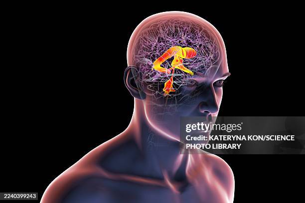 ventricular system of brain, illustration - lateral flow test stock illustrations