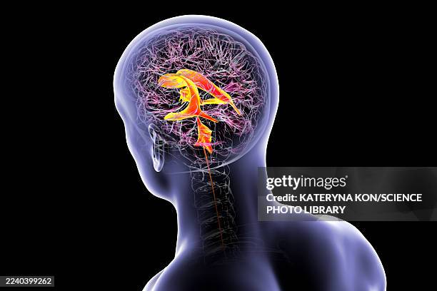 ventricular system of brain, illustration - lateral flow test stock illustrations