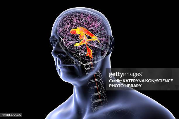 ventricular system of brain, illustration - lateral flow test stock illustrations
