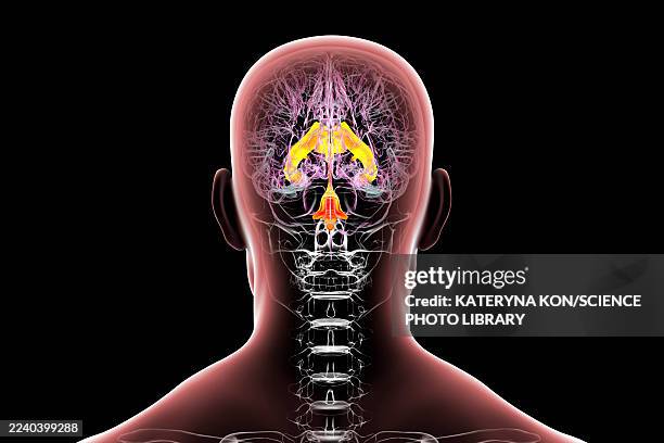 ventricular system of brain, illustration - lateral flow test stock illustrations