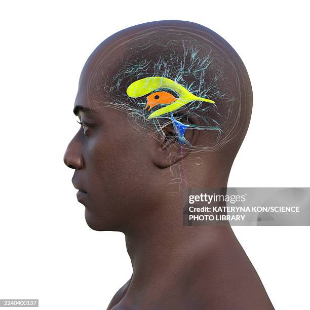 human brain with highlighted ventricles, illustration - lateral flow test stock illustrations