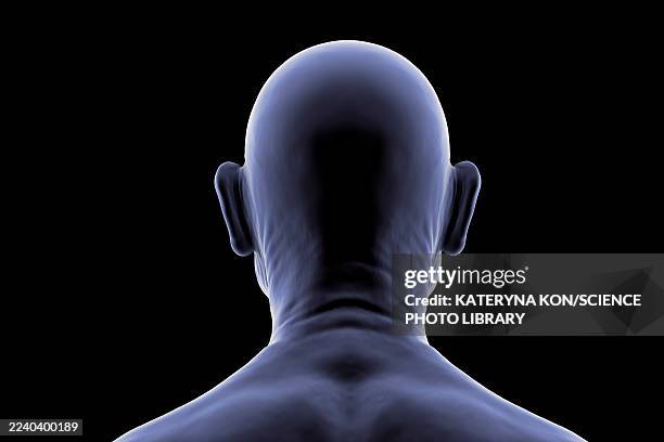 elderly man's head and neck, illustration - dorso umano foto e immagini stock