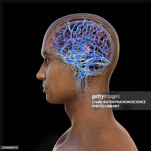 brain veins, illustration - arteriography stock illustrations