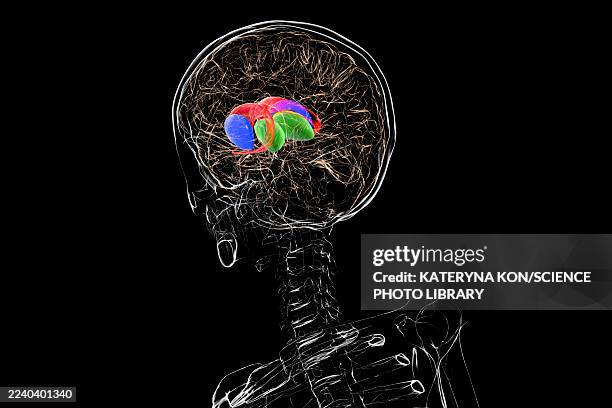basal ganglia, illustration - relay stock illustrations