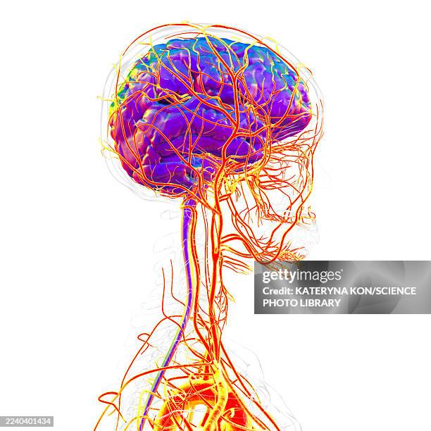 brain arteries, illustration - neuroimaging stock illustrations