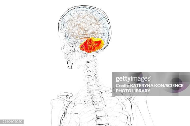 human brain with highlighted cerebellum, illustration - body shaking stock illustrations