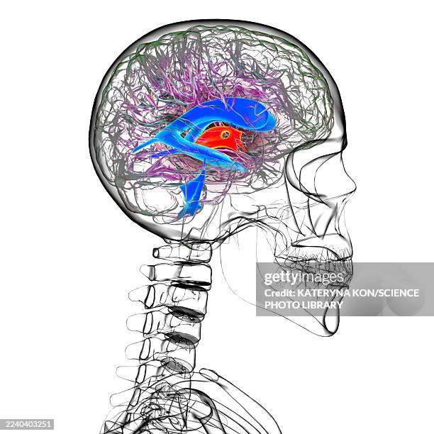 third brain ventricle, illustration - standardized test stock illustrations