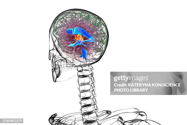 third brain ventricle, illustration - standardized test stock illustrations