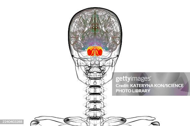 pons highlighted in human brain, illustration - sleep back stock illustrations