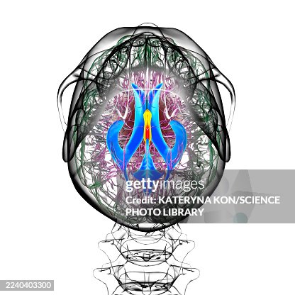 Third brain ventricle, illustration Third brain ventricle, illustration