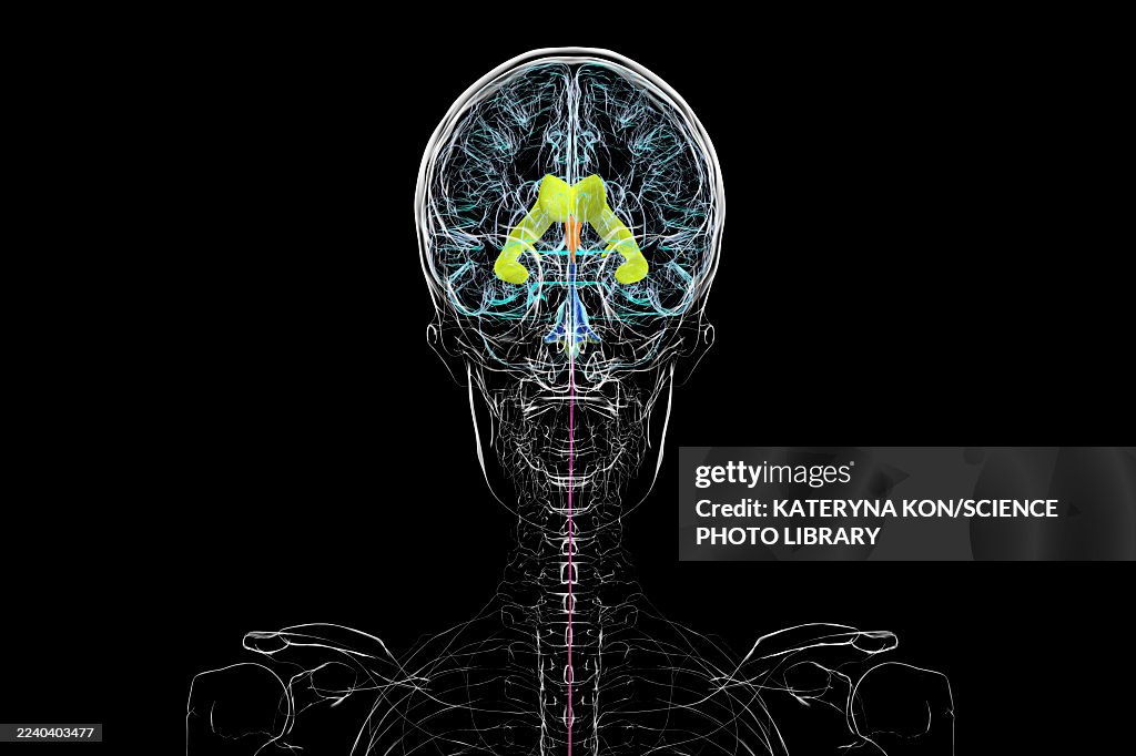 Human brain with colored ventricles, illustration