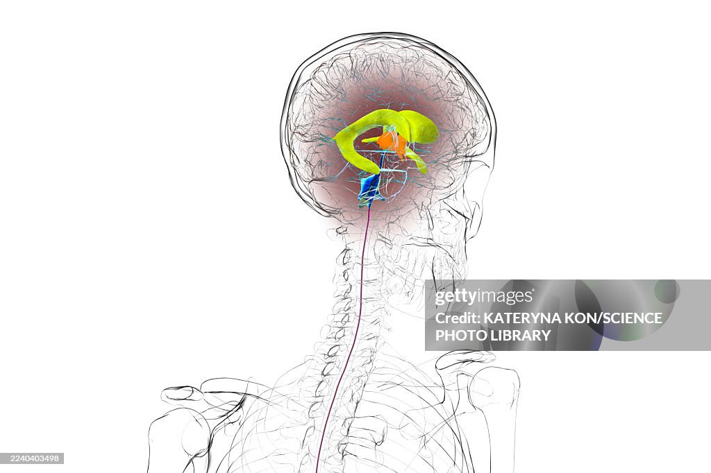Human brain with colored ventricles, illustration