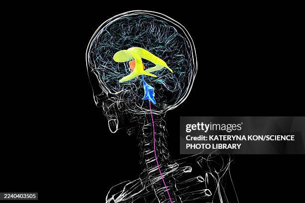 human brain with colored ventricles, illustration - lateral flow test stock illustrations